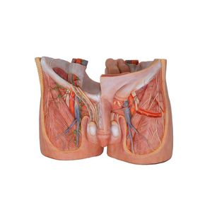 pelvic anatomical model 1