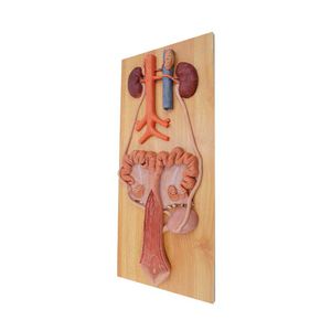 urinary system model