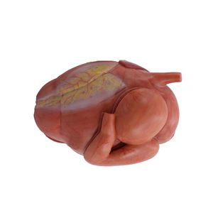 stomach model