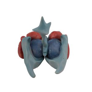 brain model 1