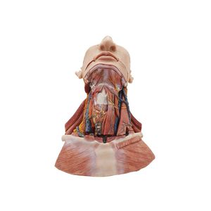 head model 1