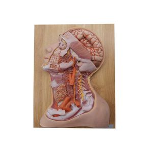 head model 1