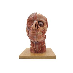 head model 1