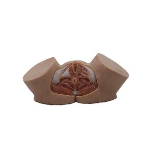 pelvis model 1