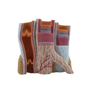 artery model 1
