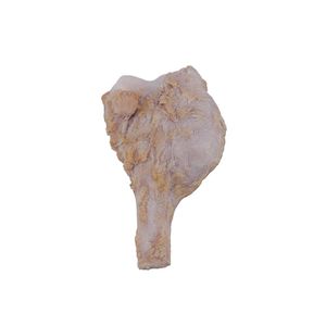 bone anatomical model
