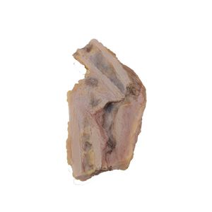 bone model