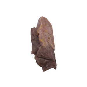 lung model
