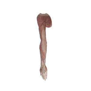 upper limb model