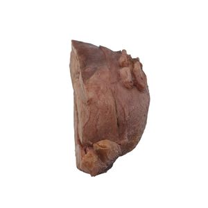 uterus model