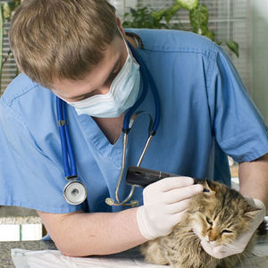 video veterinary otoscope 1