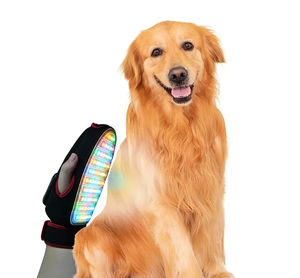 pet Veterinary photostimulation laser