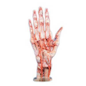 hand anatomical model