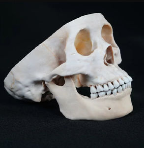 skull model