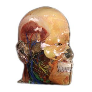 head model