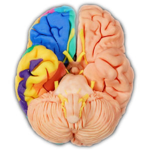 brain model