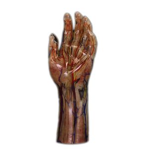 hand anatomical model