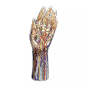 hand anatomical model