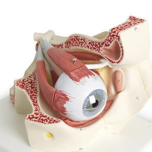 eye anatomical model