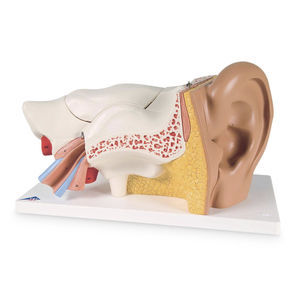 inner ear model