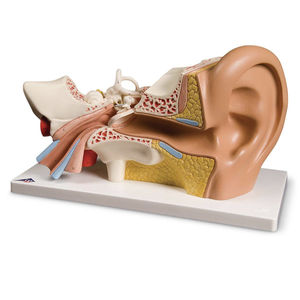 ear model