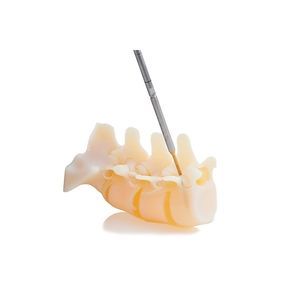 muscle model 1