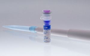 DNA ladder