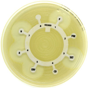 antifungal reagent disk