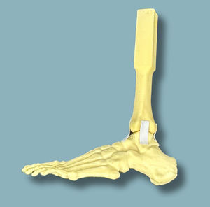 foot anatomical model