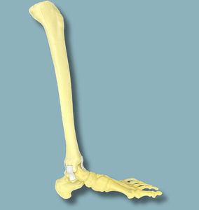 tibia anatomical model