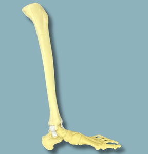 tibia anatomical model