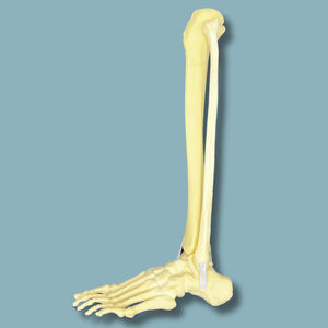 foot anatomical model