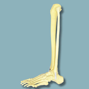 foot anatomical model