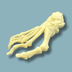 foot anatomical model