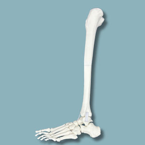 foot anatomical model