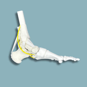 foot anatomical model