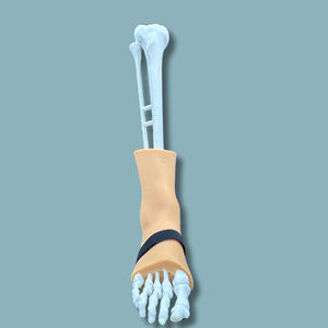 skin anatomical model