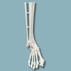 tibia anatomical model