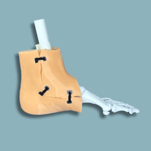 skin anatomical model