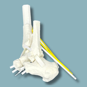 ankle anatomical model