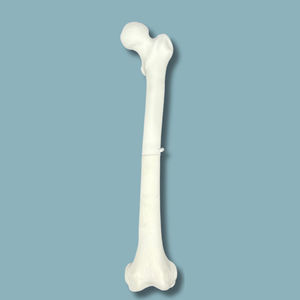 femur anatomical model