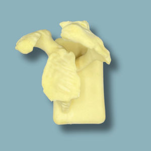scapula model