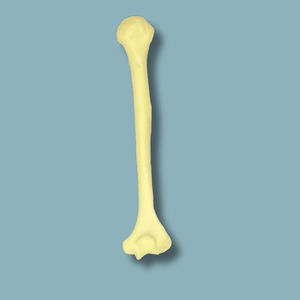 humerus anatomical model