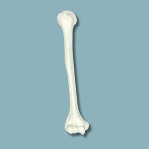 humerus anatomical model