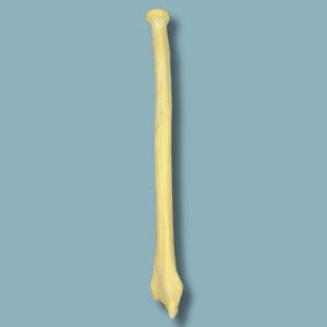 radius anatomical model