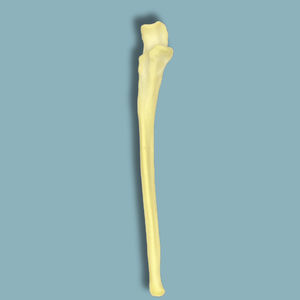 ulna anatomical model