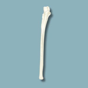 ulna anatomical model