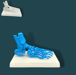 foot anatomical model