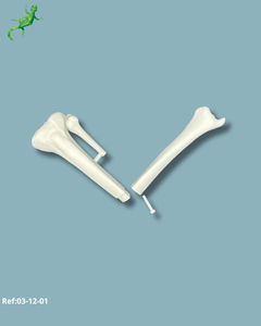 tibia anatomical model