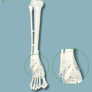 tibia anatomical model